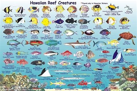 Maui Reef Fish Guide .